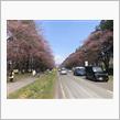 新ひだか町静内二十間道路桜並木