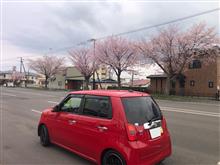 登別温泉通り桜並木🌸