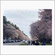 しずない桜まつり。