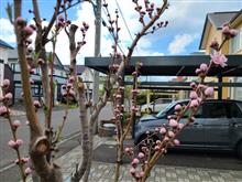 「桜」が散る頃、「花桃」が咲く