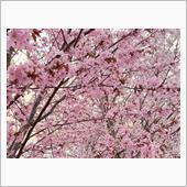 蝦夷山桜🌸過去2番目に早い ...