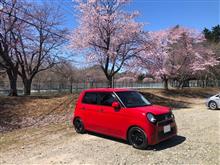 N坊で桜🌸パトロール🚗💨