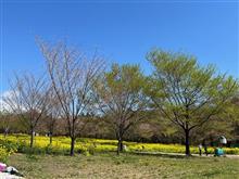 (4月に)赤城千本桜に行ってみたところ…　#ナロー銀河