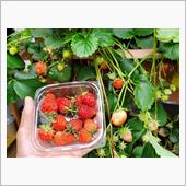 雨上がりのイチゴ🍓