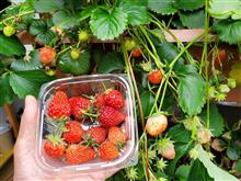雨上がりのイチゴ🍓
