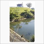 岐阜は巨鯉の楽園だったりする。