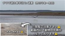 チワワ達と車中泊 in 道東（野付半島〜根室方面）