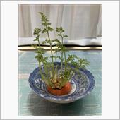 にんじんの葉っぱ