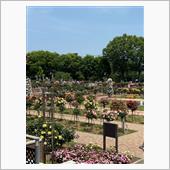 前橋テクノ薔薇園🌹
