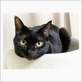 黒猫