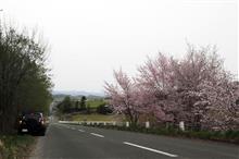 お花見幕営会