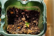 フィンガーライムの種が発芽しました🌱