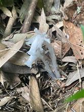 ギンリョウソウ発見