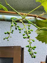 ベランダのシャインマスカット🍇