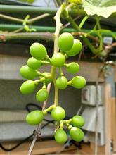 シャインマスカットが葡萄らしくなってきました🍇