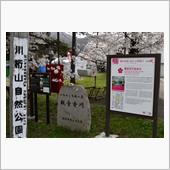 2023桜巡り福島編③　観音 ...