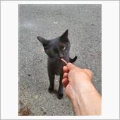 野良猫キキ🐱