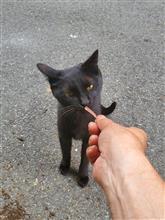 野良猫キキ🐱