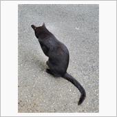 野良猫キキ　3日目