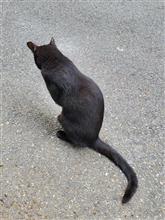 野良猫キキ　3日目