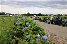 開成町あじさいの里・・農道に咲く紫陽花