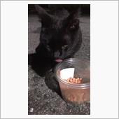 野良猫４日目