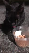 野良猫４日目