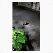 野良猫キキ５日目
