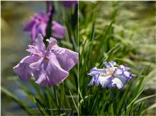 花菖蒲2023@北山公園 ❶ #118/2249