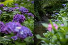 紫陽花@府中市郷土の森博物館 【ノーマル編】 #120/2251