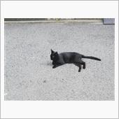 野良猫キキ7日目🐱