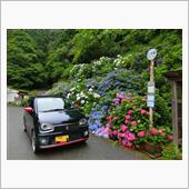｢越知道路｣確認走行と紫陽花 ...