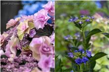 紫陽花@府中市郷土の森博物館 【園芸種編】❶ #121/2252