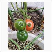 中玉トマト赤くなりました🍅