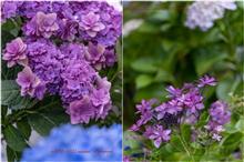 紫陽花@府中市郷土の森博物館 【園芸種編】❷ #122/2253