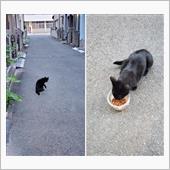 久しぶりの野良猫キキ🐱