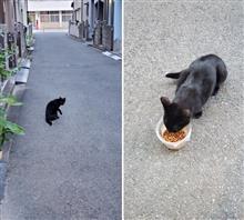 久しぶりの野良猫キキ🐱
