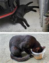 今日の野良猫キキ🐱