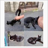野良猫キキちゃんがスリスリ🐱