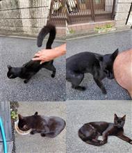 野良猫キキちゃんがスリスリ🐱
