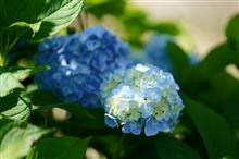 2023 紫陽花　～ 木漏れ日に包まれたなら ～