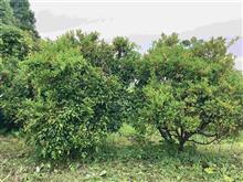 家内実家畑雑草刈り他（20230625）