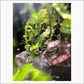 水槽の話