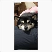愛犬菜々の不安