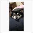 愛犬菜々の不安