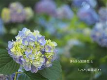 きらきら紫陽花と しっとり紫陽花 .*+