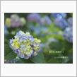 きらきら紫陽花と しっとり紫陽花 .*+