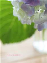 そばにいる紫陽花.*+ (紫陽花 その2)
