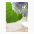 そばにいる紫陽花.*+ (紫陽花 その2)