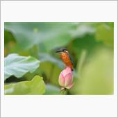 蓮池のカワセミ